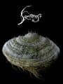 Samorost cover
