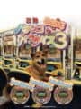 Sanyo Pachinko Paradise 3 cover