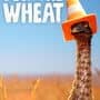 For the Wheat