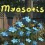 Myosotis