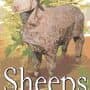 Sheeps