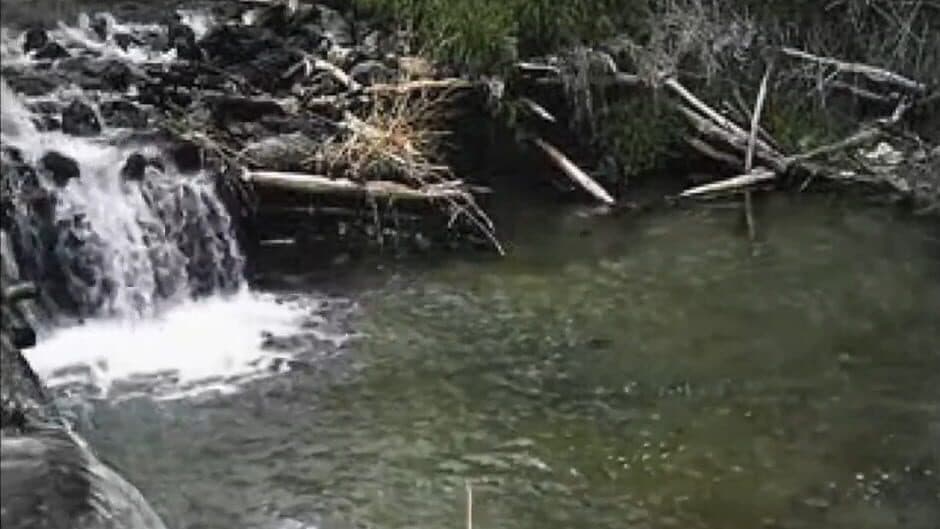 Reel Fishing screenshot 2